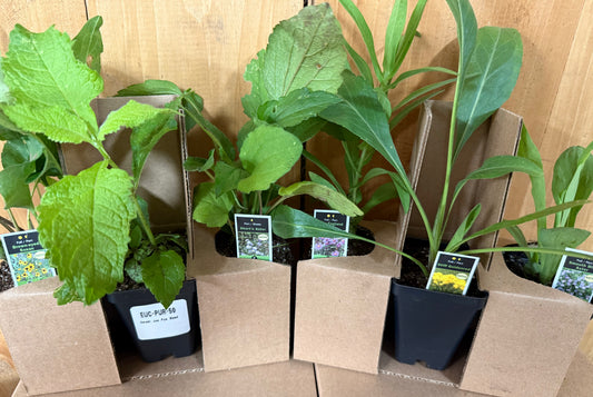 Fall Pollinator Pack (Pots)