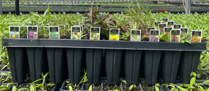 Create Your Combo Pack from 3 B Natives Plant Nursery