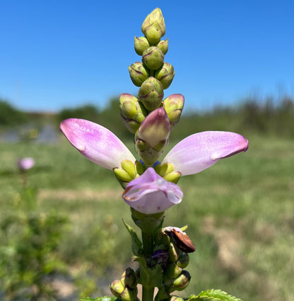 Chelone obliqua - Rose Turtlehead
