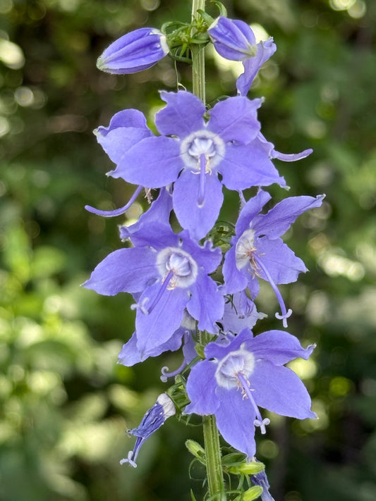 Campanula americana - Tall Bellflower