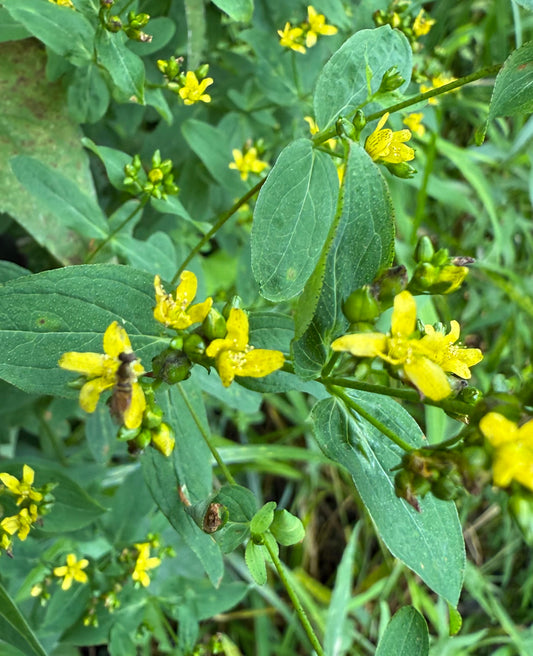 Yellow flowers with green leaves on a natural background
