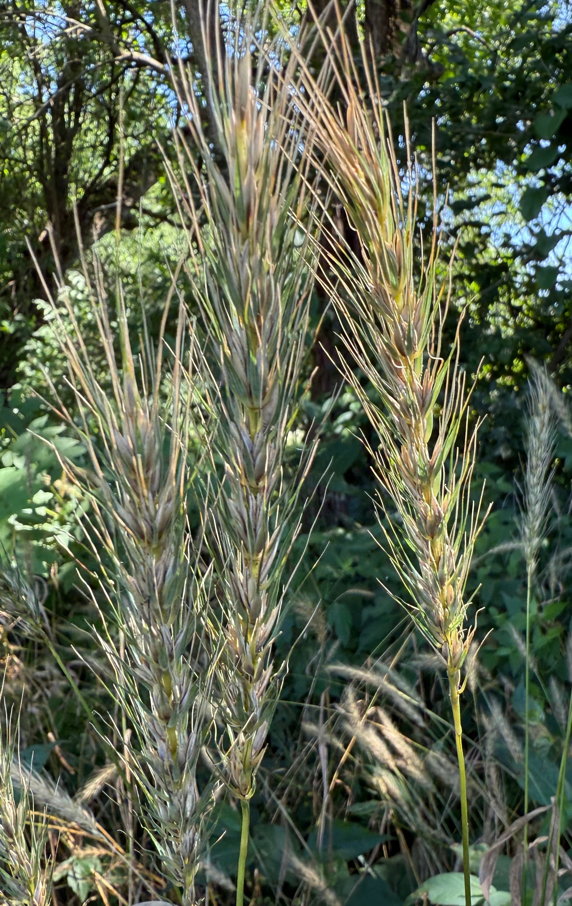 Elymus canadensis - Canada Wild Rye, Native Plant, Pollinator Garden ...
