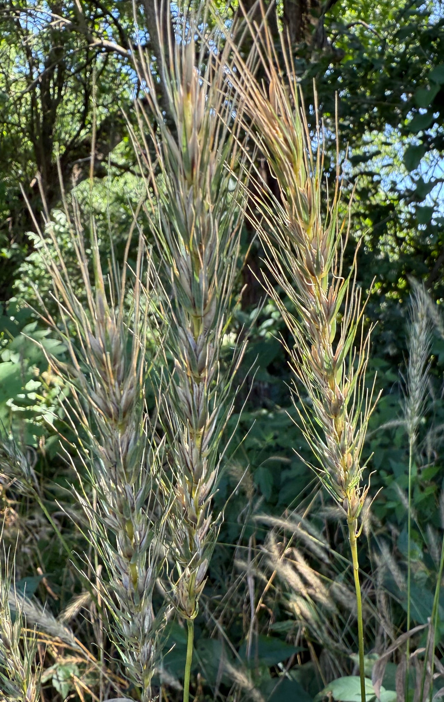 Elymus canadensis - Canada Wild Rye