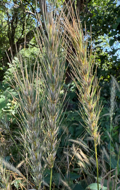 Elymus canadensis - Canada Wild Rye