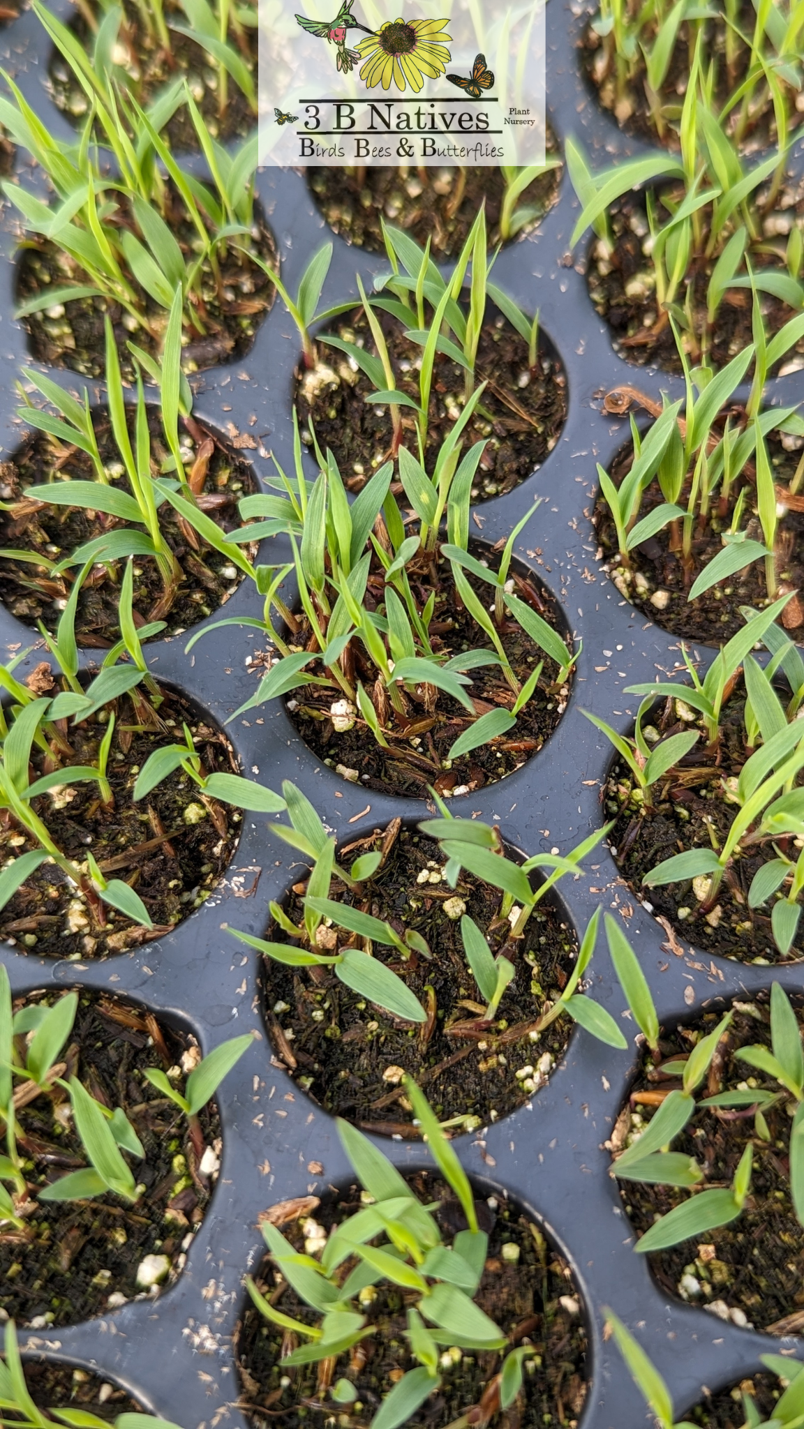 Sorghastrum nutans - Indian Grass Germinated Seedlings