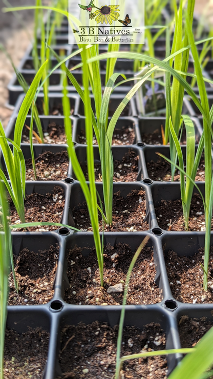 Iris virginica var. shrevei - Southern Blue Flag Iris Germinated