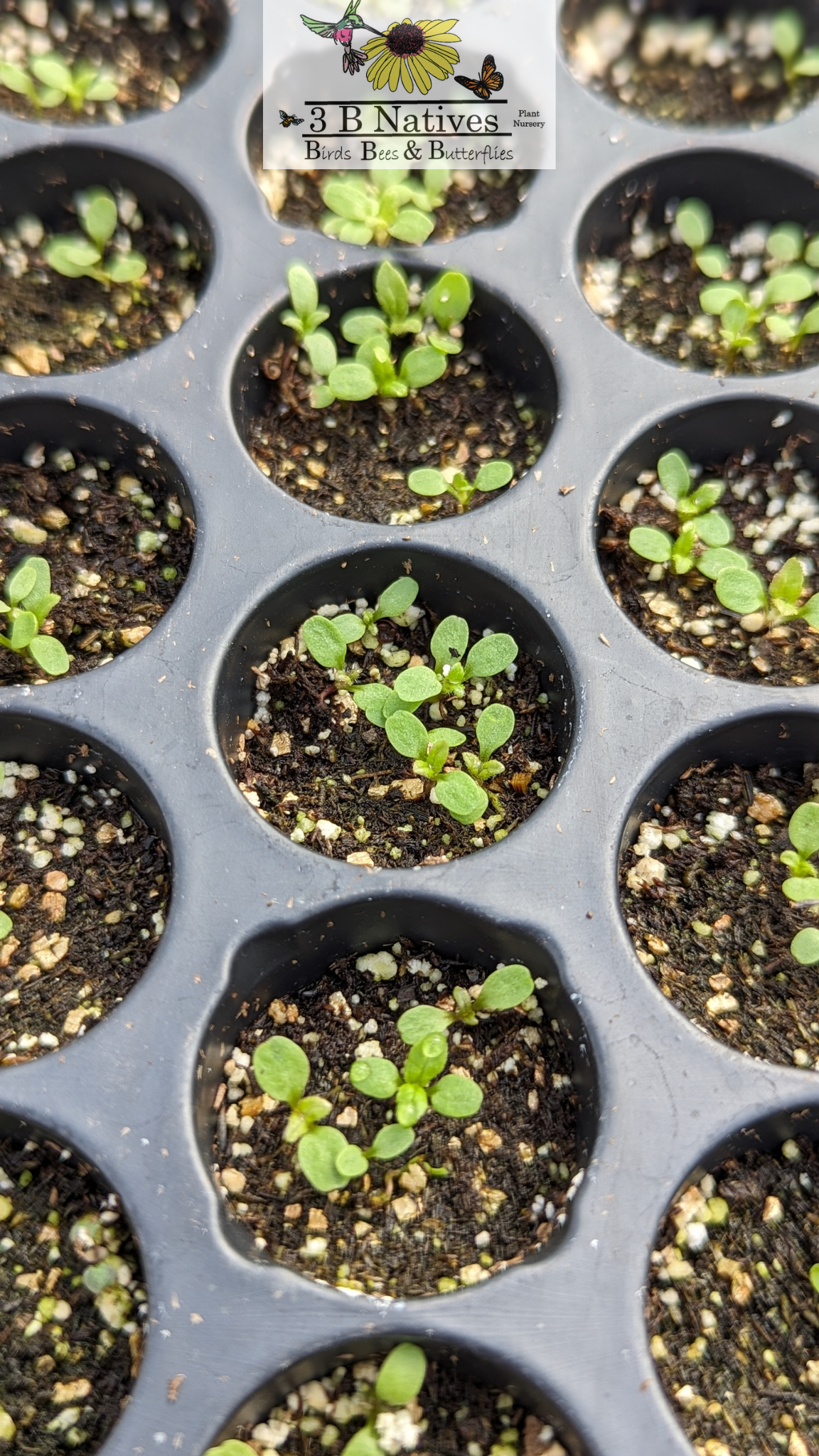 Eutrochium maculatum - Joe Pye Weed Germinated Seedlings