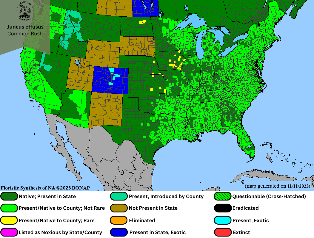 Juncus effusus - Common Rush Range Map