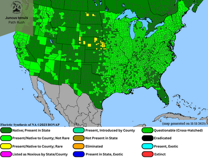 Juncus tenuis - Path Rush Range Map