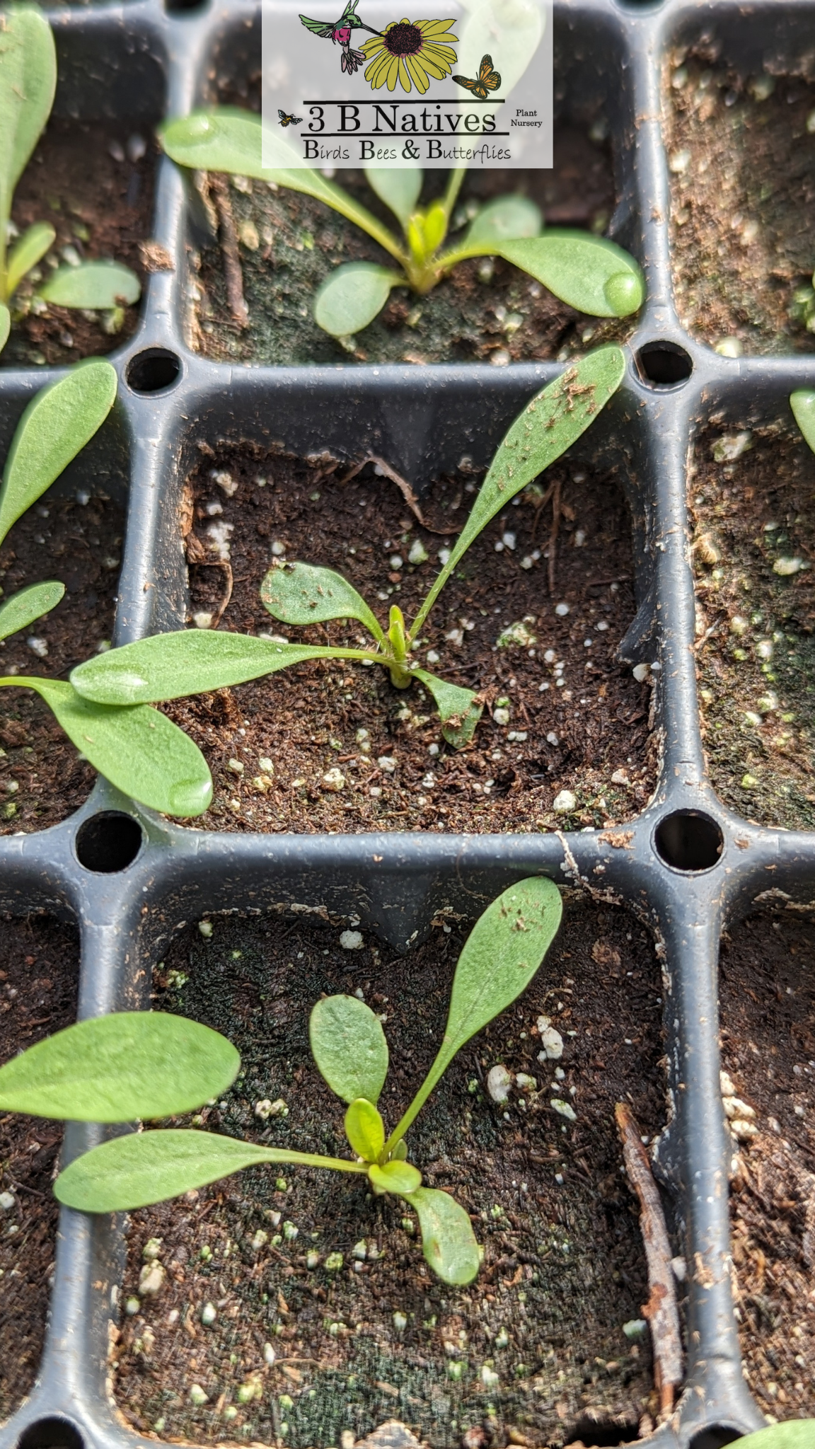 Coreopsis lanceolata - Sand Coreopsis/Lanceleaf Coreopsis Germinated Seedlings