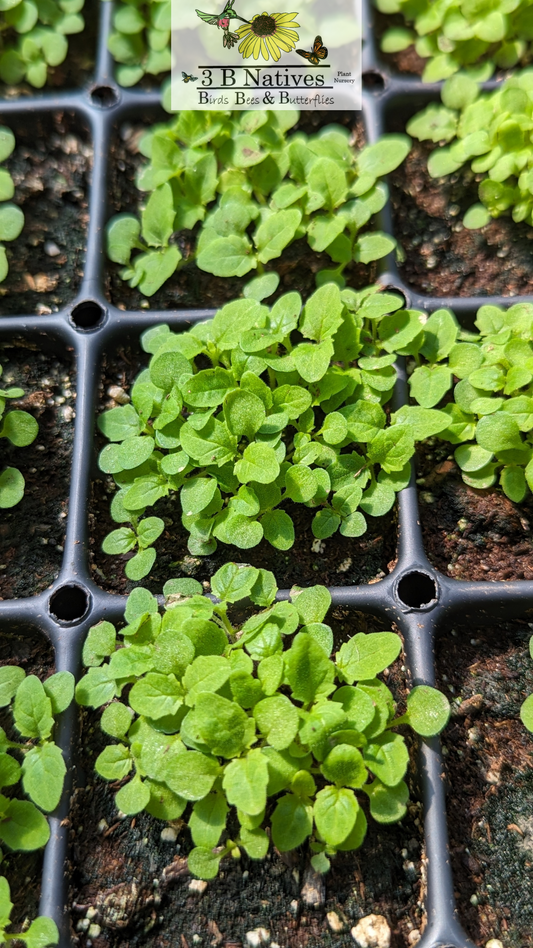 Scrophularia marilandica - Late Figwort Germinated Seedlings