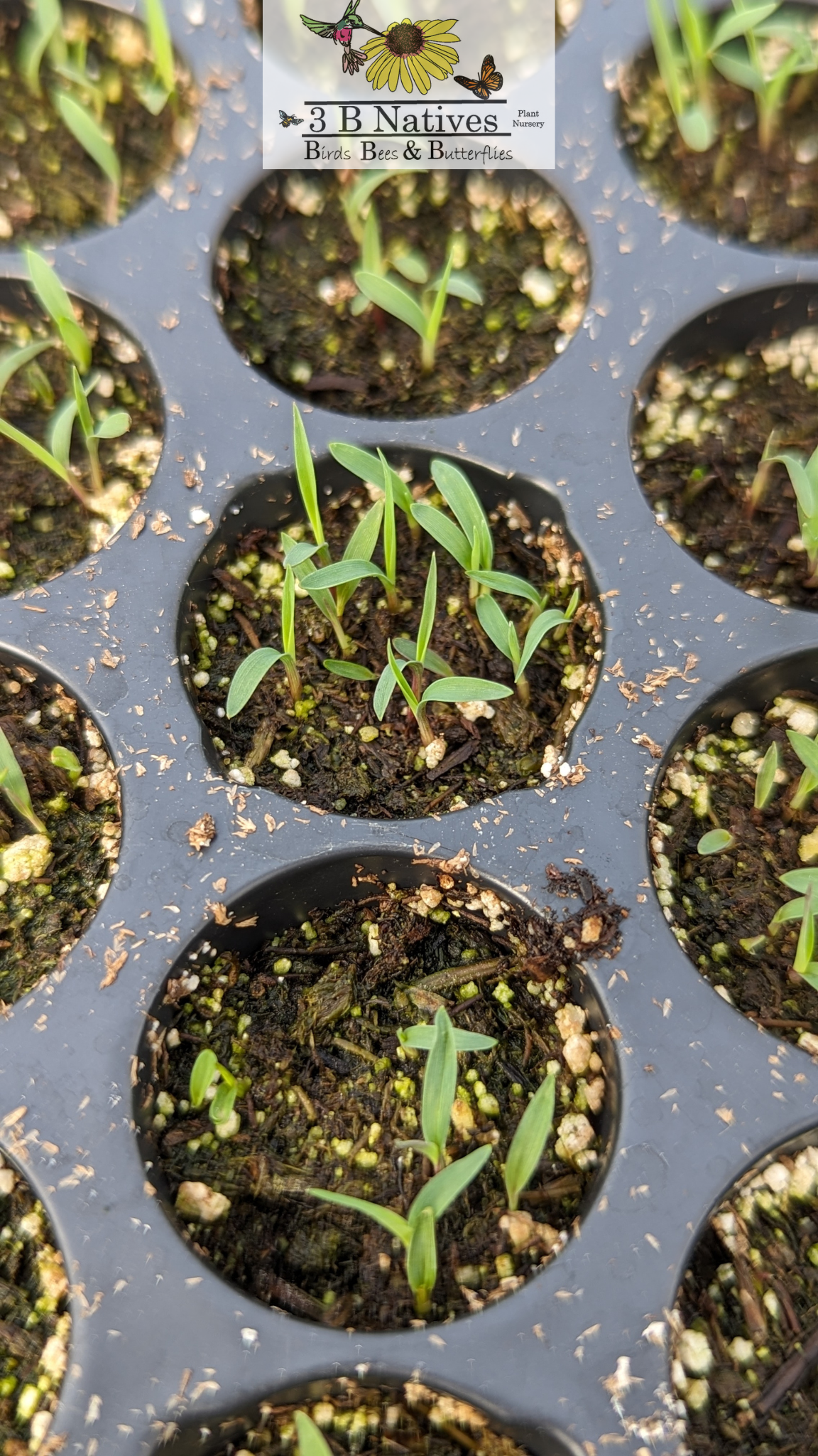 Schizachyrium scoparium - Little Bluestem Germinated Seedlings