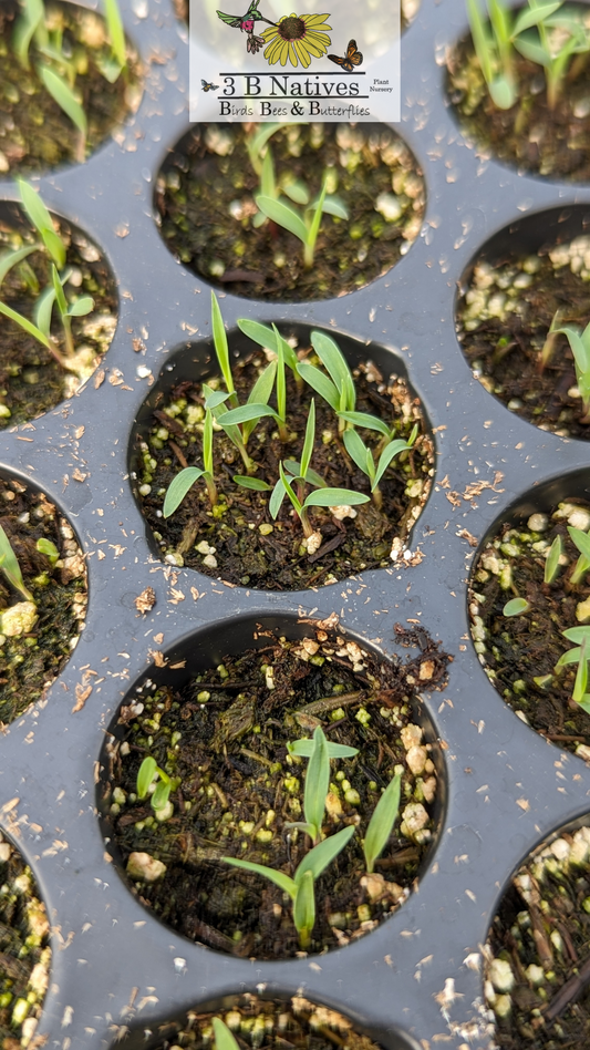 Schizachyrium scoparium - Little Bluestem Germinated Seedlings