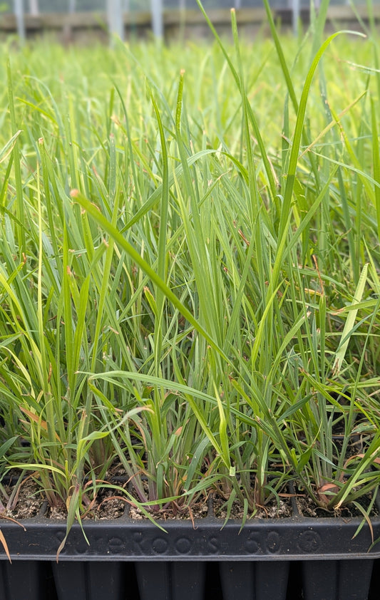 Schizachyrium scoparium - Little Bluestem