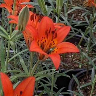 Lilium philadelphicum - Prairie Lily