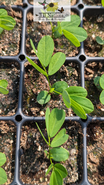 Senna marilandica - Maryland Senna Germinated Seedlings