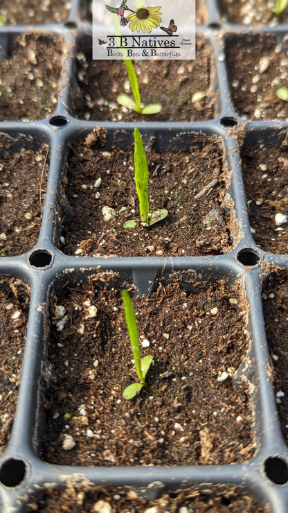 Liatris ligulistylis - Meadow Blazing Star Germinated Seedlings