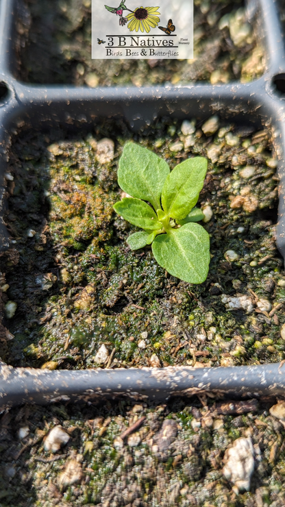 Conoclinium coelestinum - Mistflower Germinated Seedlings