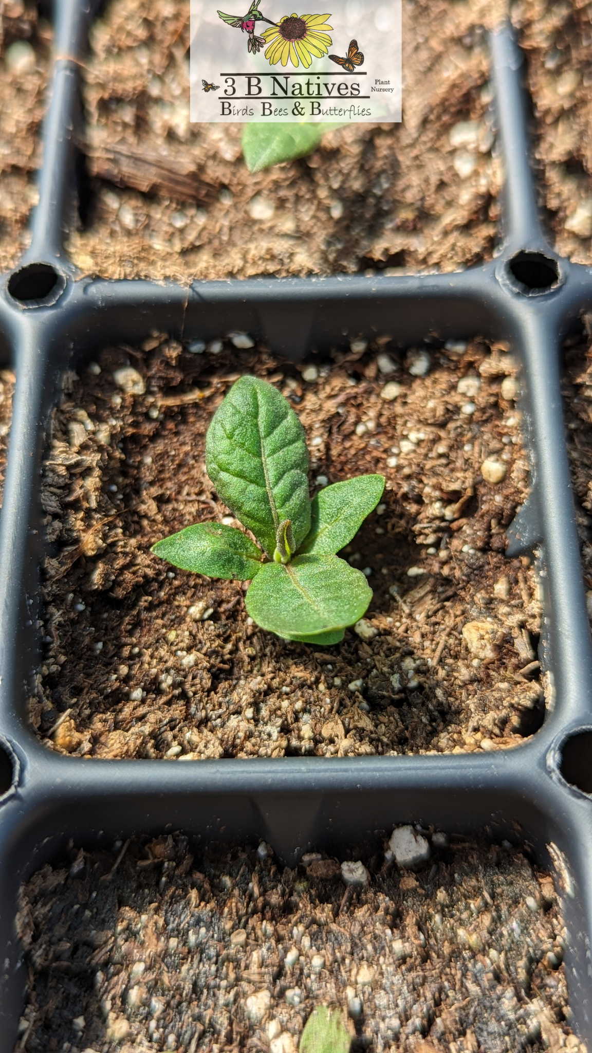 Vernonia missurica - Missouri Ironweed Germinated Seedlings