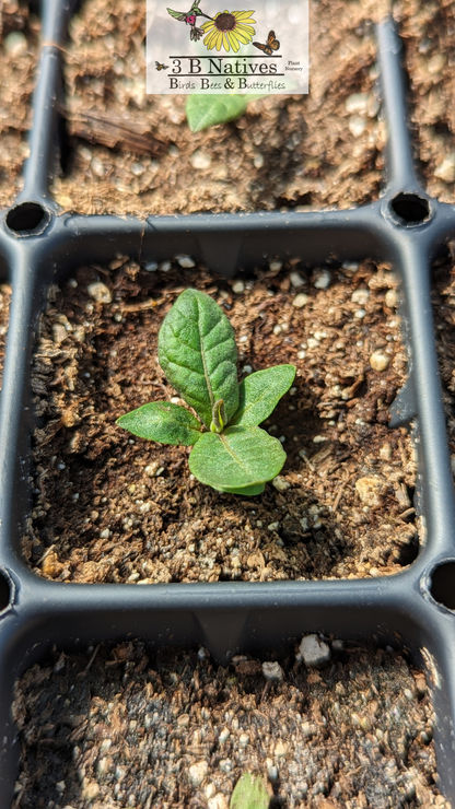 Vernonia missurica - Missouri Ironweed Germinated Seedlings