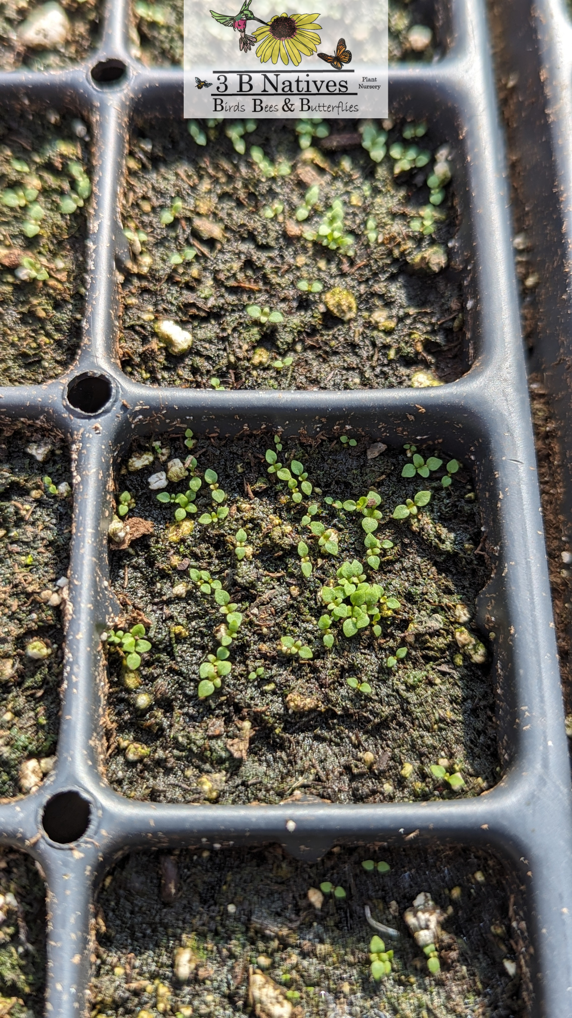 Mimulus ringens - Monkey Flower Germinated Seedlings