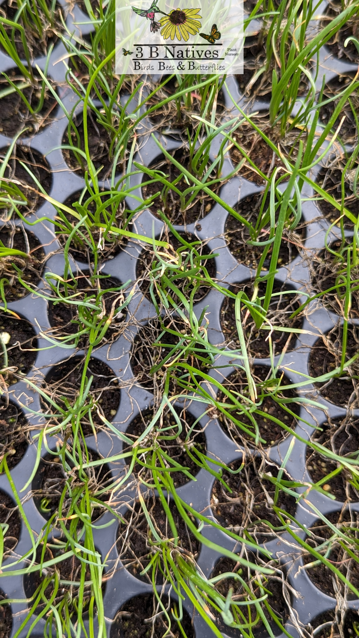 Allium cernuum - Nodding Onion Germinated Seedlings