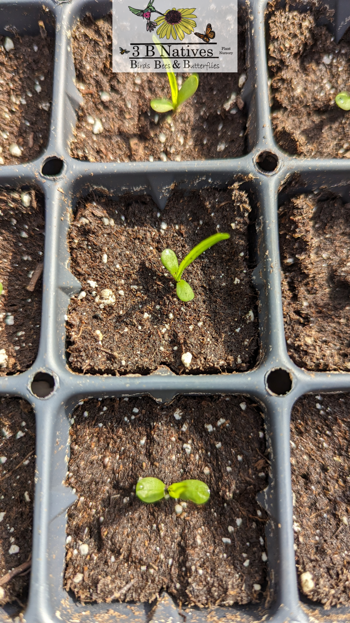 Liatris scariosa var niewlandii - Northern Blazing Star Germinated Seedlings