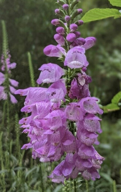 Phsysostegia virginiana - Obedient Plant Flower