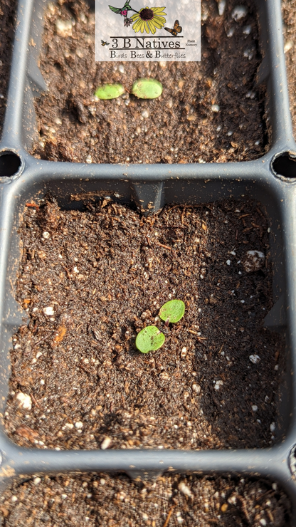 Physostegia virginiana - Obedient Plant Germinated Seedlings