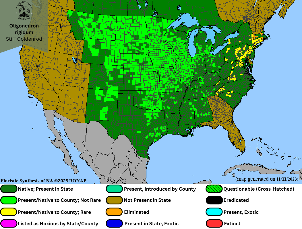 Oligoneuron rigidum - Stiff Goldenrod Range Map