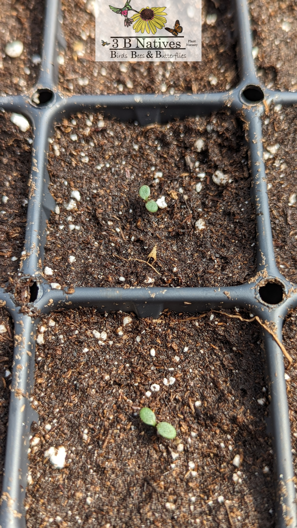 Rudbeckia fulgida - Orange Coneflower Germinated Seedlings