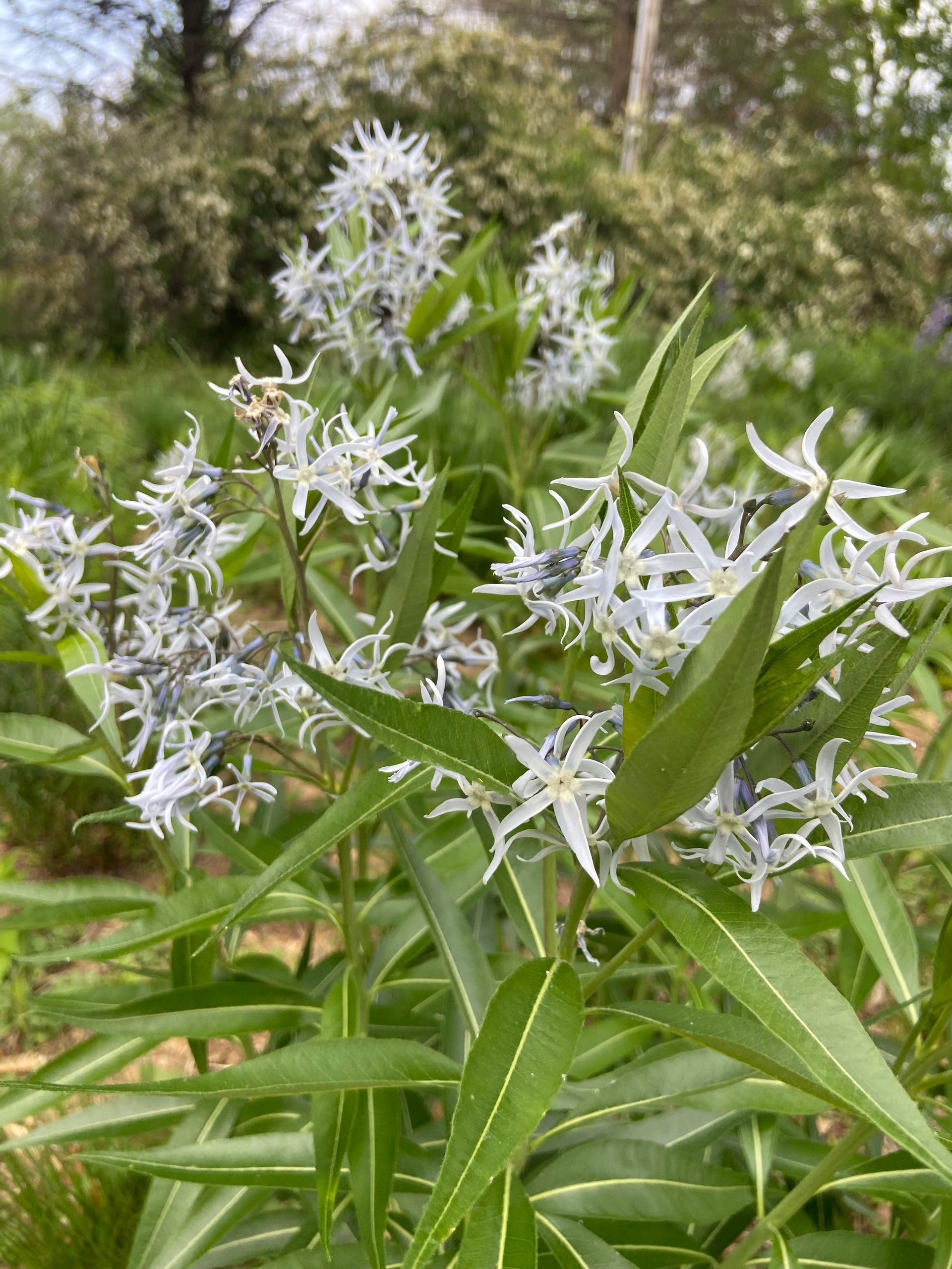 blue star plant Amsonia illustrus