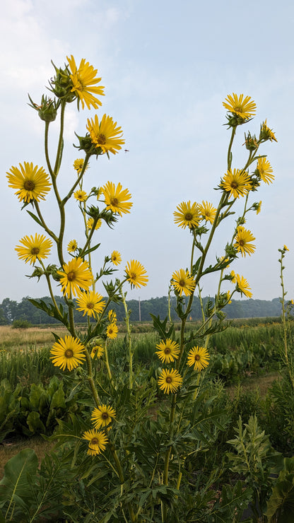 Silphium laciniatum - Compass Plant