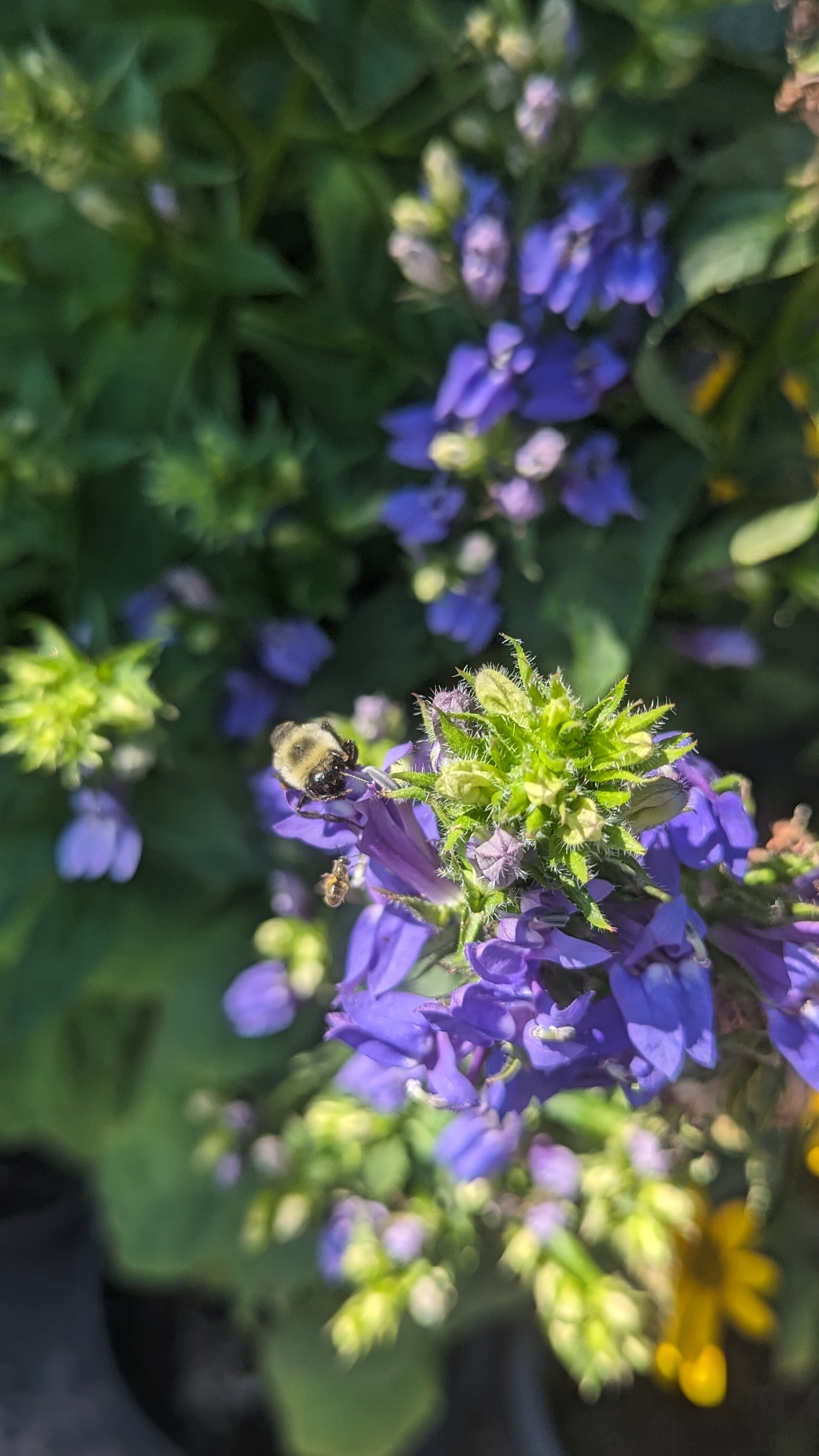 Lobelia siphilitica - Great Blue Lobelia Flowers with Bee