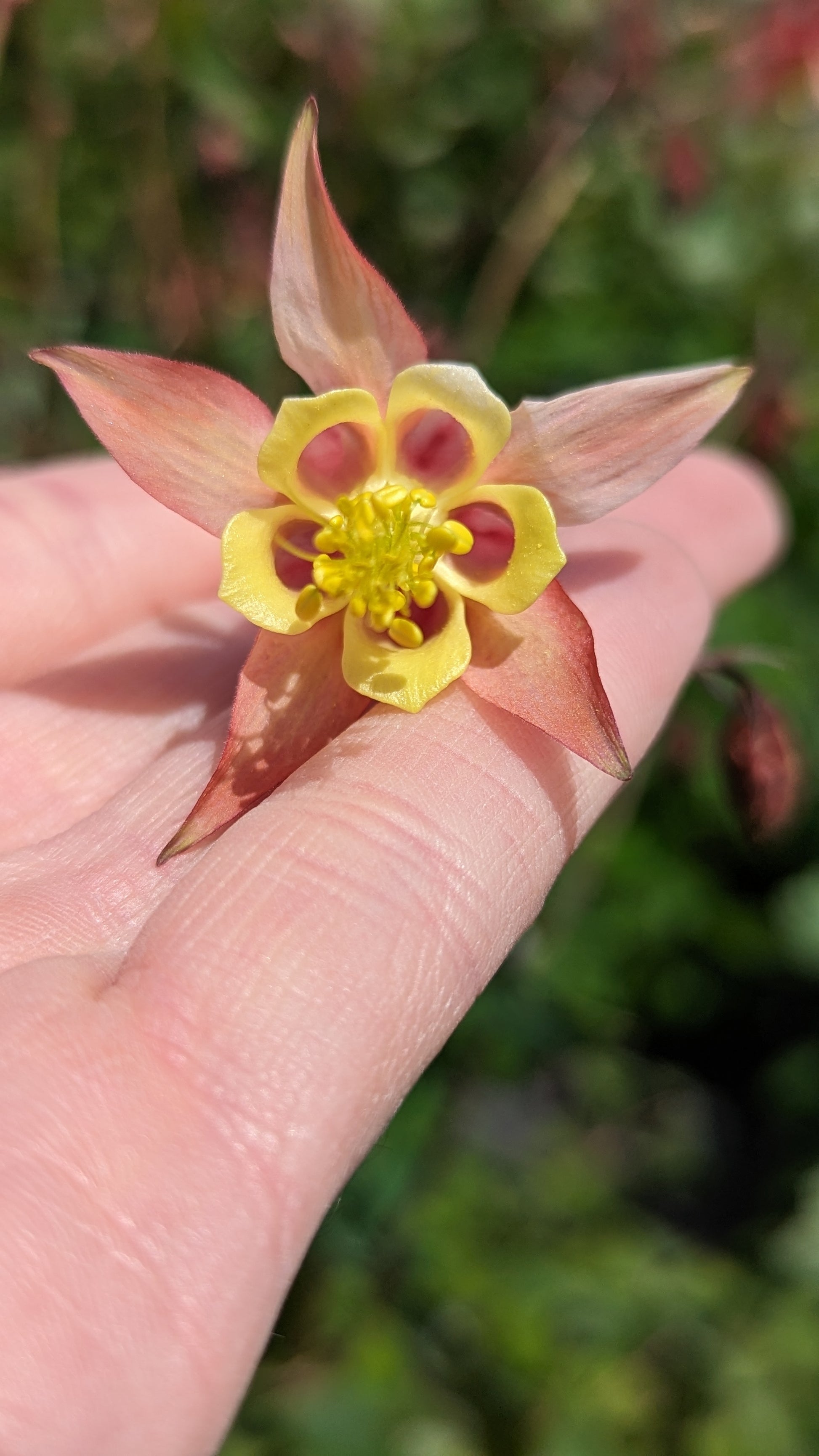 Aquilegia canadensis - Columbine Flower