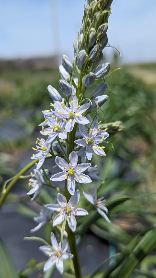 Camassia scilloides - Wild Hyacinth Flowers