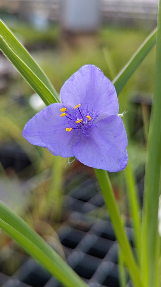 Tradescantia ohiensis - Ohio Spiderwort Purple Flower