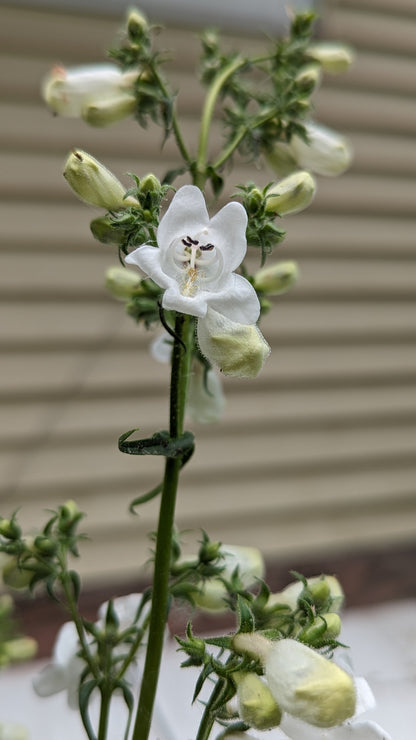 Penstemon digitalis -Foxglove Beardtongue Flowers