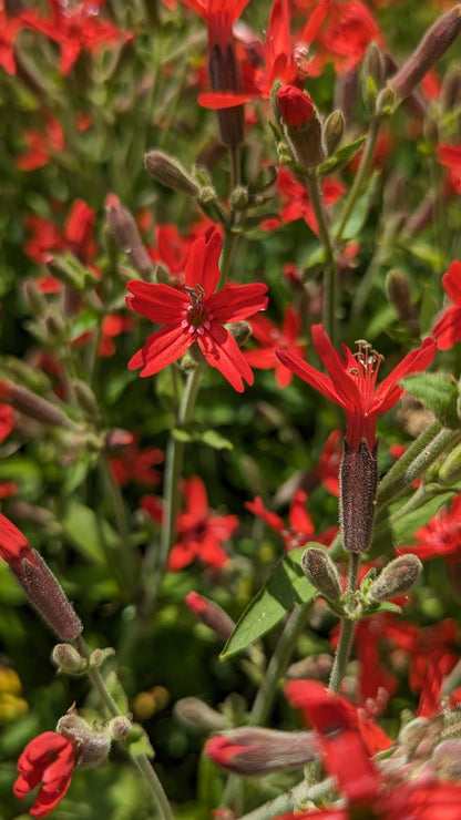 Silene virginica - Fire Pink Flowers