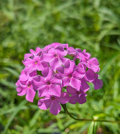 Phlox glaberrima - Marsh Phlox Pink Flowers
