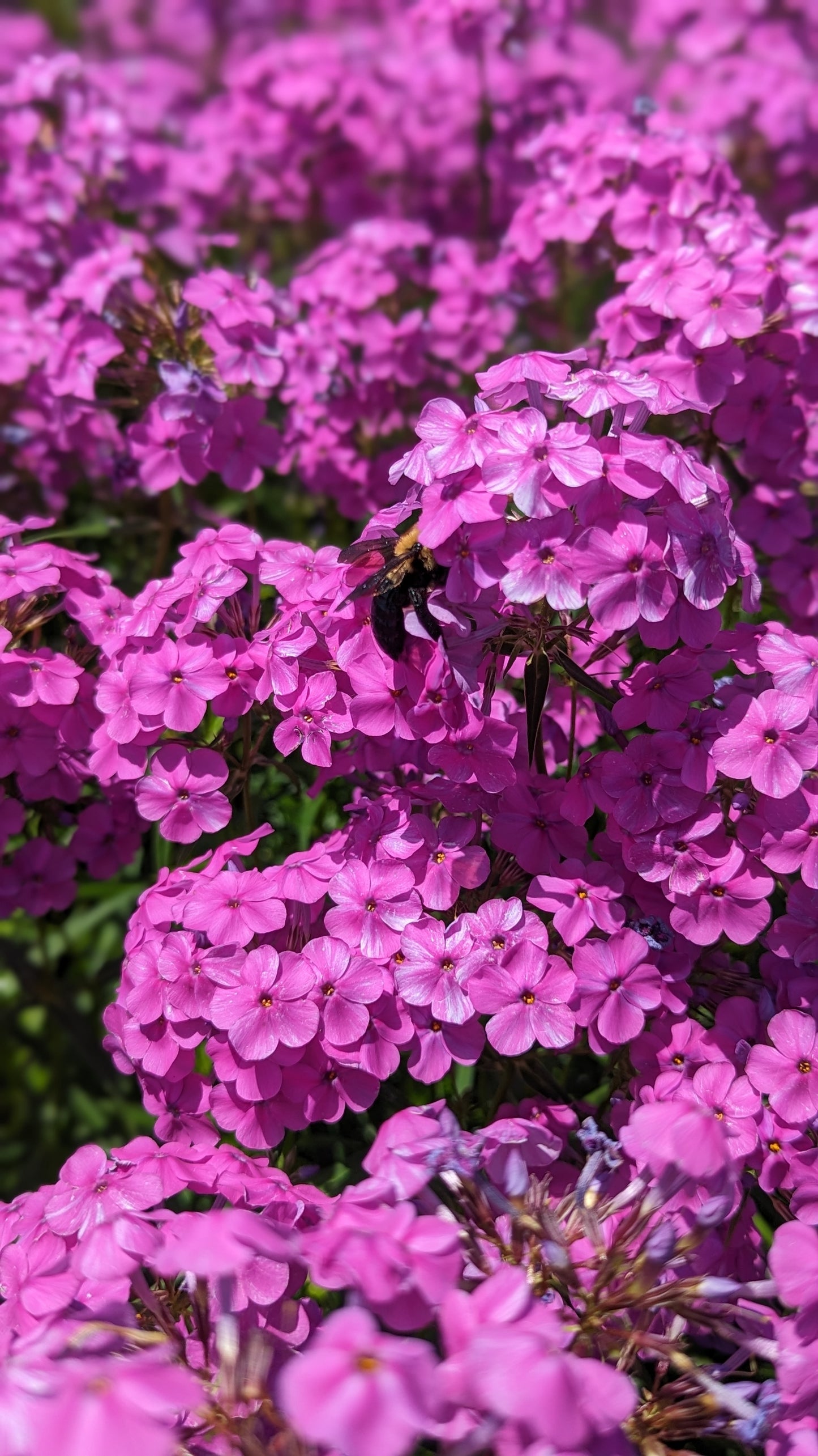 Phlox glaberrima - Marsh Phlox Flowers with Bee