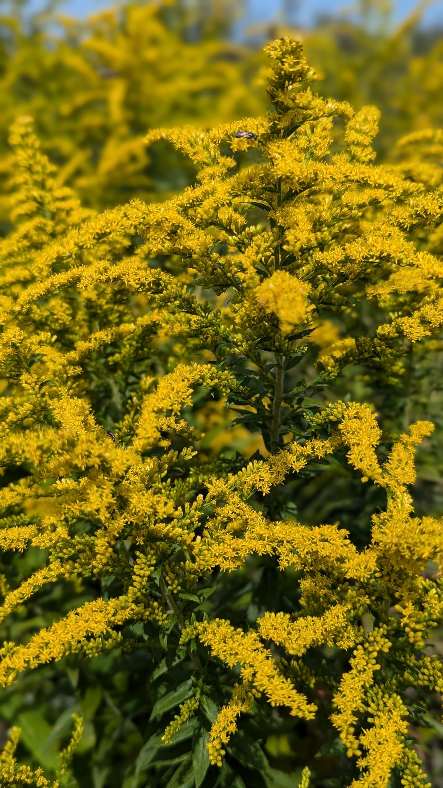 Solidago speciosa - Showy Goldenrod in Fields