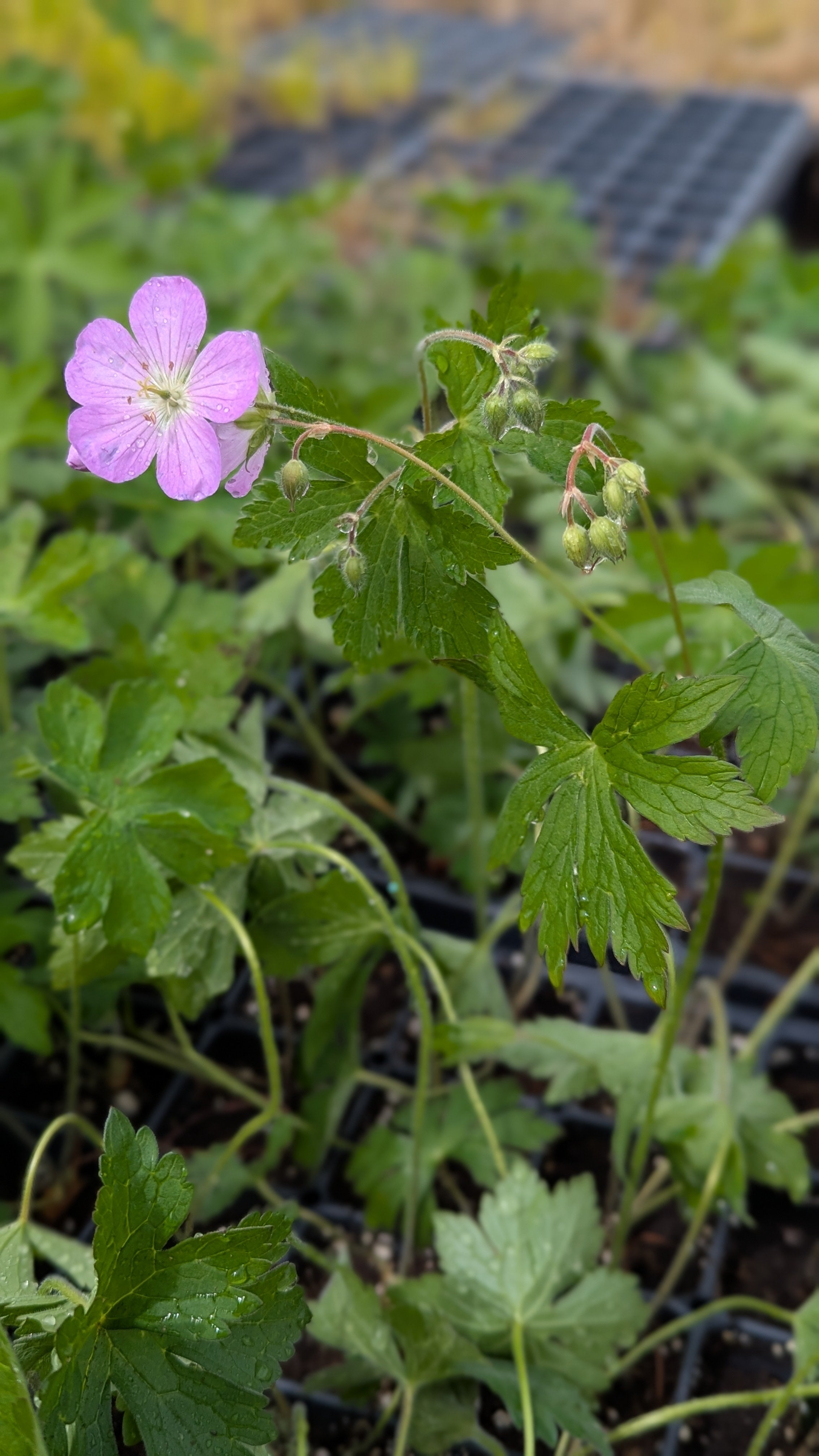 Geranium maculatum - Wild Geranium, Native Plant, Pollinator Garden ...