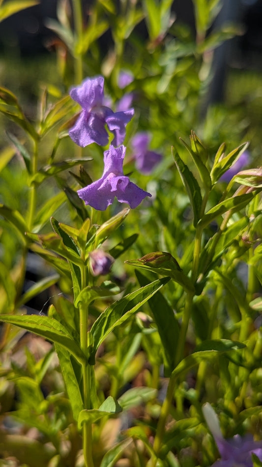 Mimulus ringens - Monkey Flower