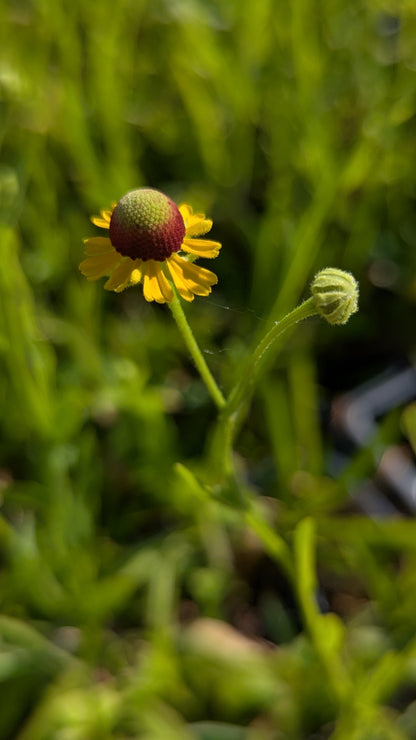 Helenium flexuosum - Purple Headed Sneezeweed