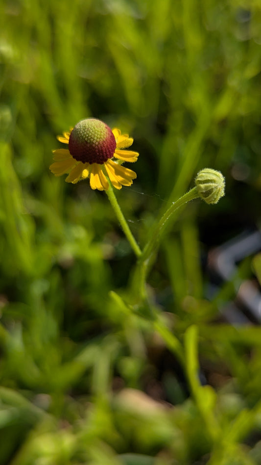 Helenium flexuosum - Purple Headed Sneezeweed
