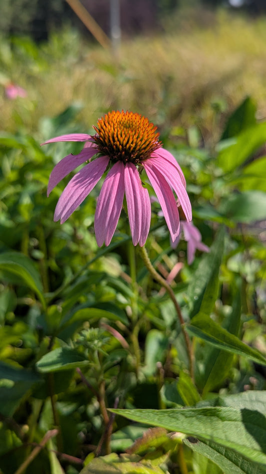 Echinacea purpurea - Purple Coneflower