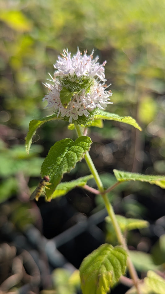 Blephilia hirsuta - Hairy Wood Mint