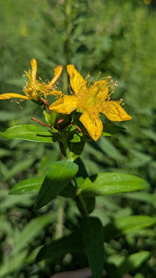 Great St. John's Wort Yellow Flower