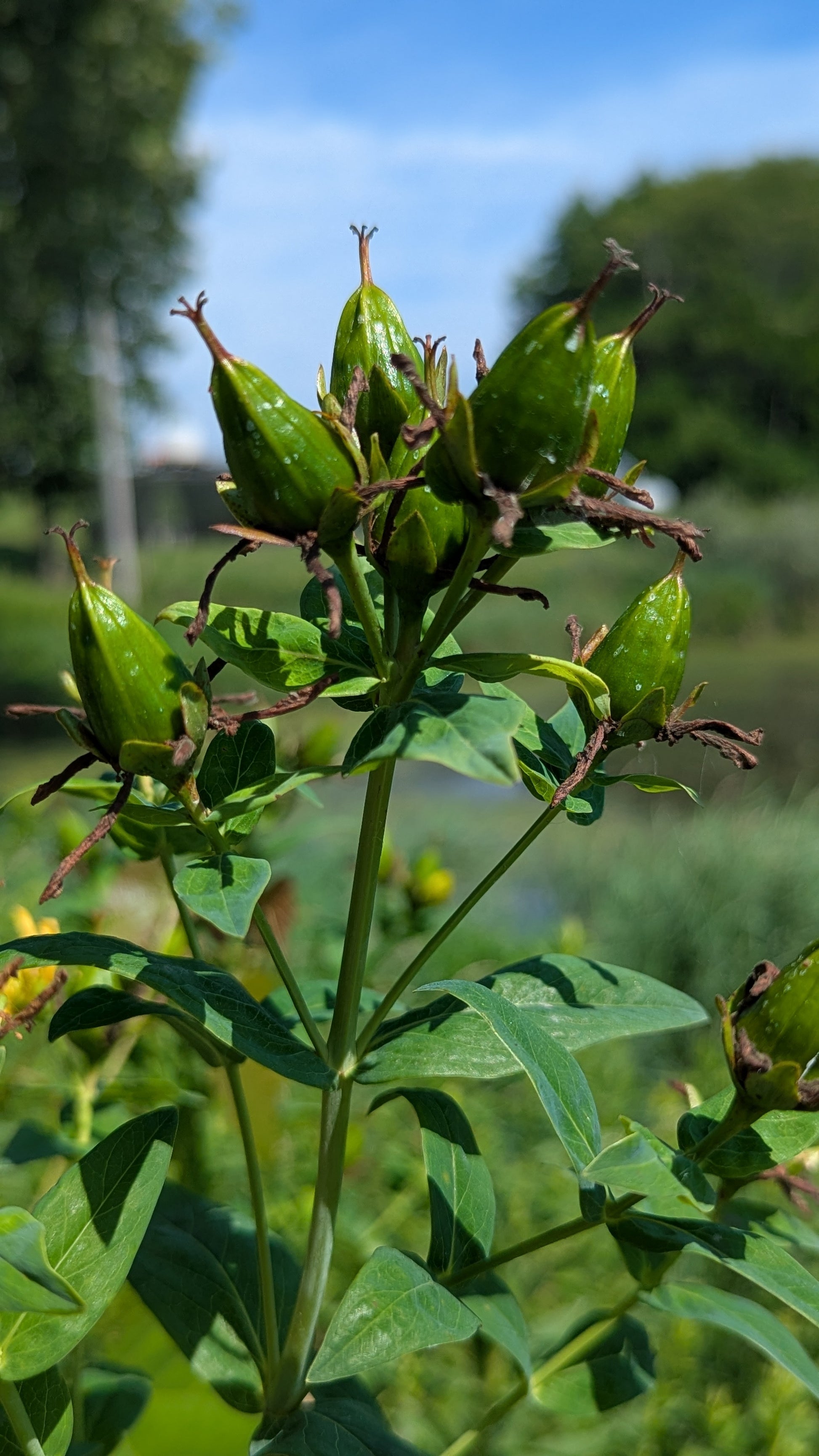 Great St. John's Wort Green Seed Pods